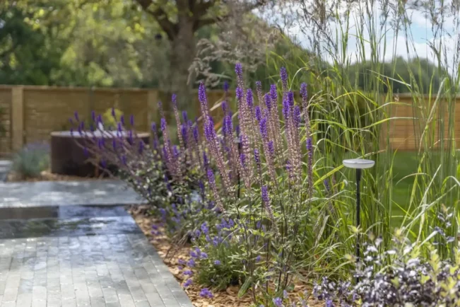 Purple salvia plant in a Norwich garden.